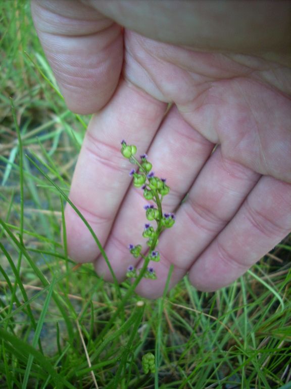 Triglochin bulbosum / Giucastrello di Barrelier